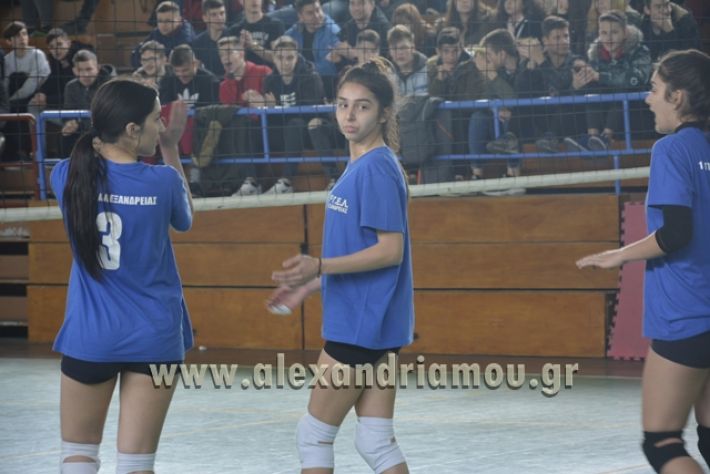 volley _1ogel-kassandra056